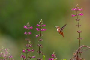 001 RUFOUS HUMMER