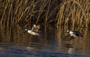 BUFFLEHEADS