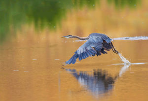 C-_Users_Doug_Pictures_CONTEST-WEB-OPTEMIZED_GOLDEN-GREAT-385SRGB