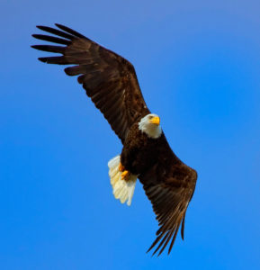 EAGLE-2