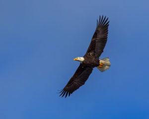 EAGLE-6