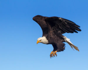 EAGLE-8