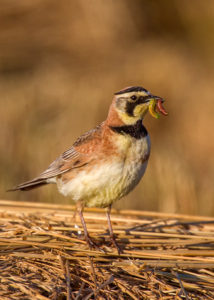 STREAKED-HORNED BREAKFAST