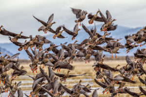GREATER-WHITE-FRONTED-GEESE