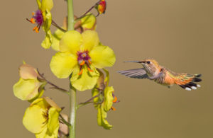RP017-5 HUMMER-15
