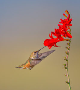 RP017-8-HUMMER