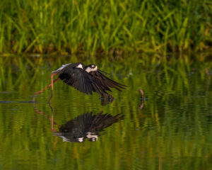 RP026 BLACK STILT FLY