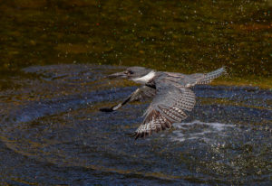 RP027 KINGFISHER-1
