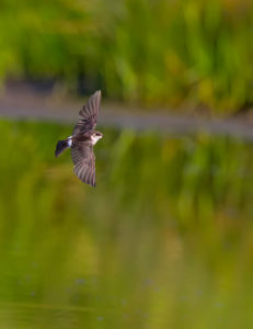RP028 SWALLOW-4