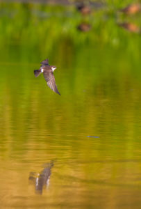 RP029 SWALLOW-3
