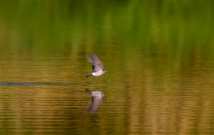 RP030 SWALLOW-2