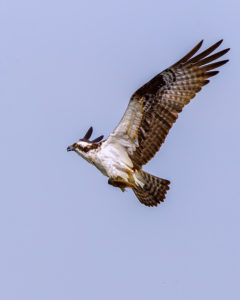 RP034 OSPREY