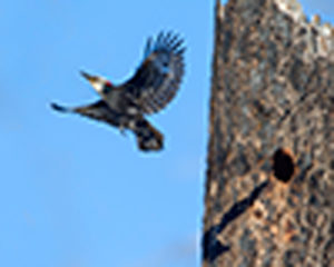 _B0J1982 - Copy