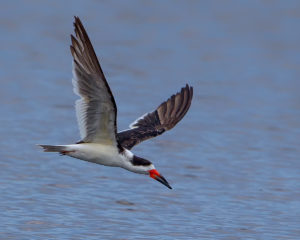 _B0J3215 - Copy