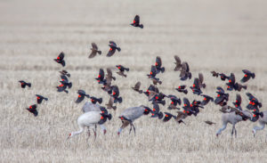 BLACKBIRD-FLY - Copy