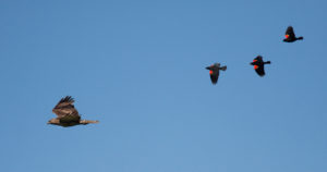 BLACKBIRDS FLY - Copy