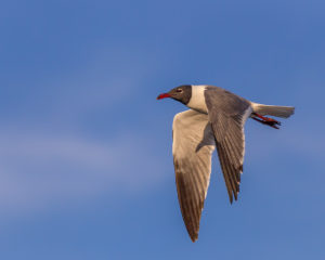 BONAPART'S-GULL. - Copy