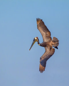 BROWN-PELICAN - Copy