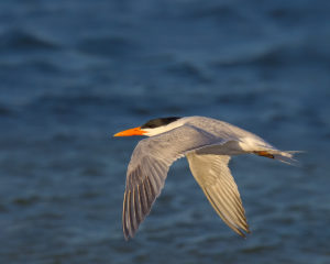 CASPIAN-TERN