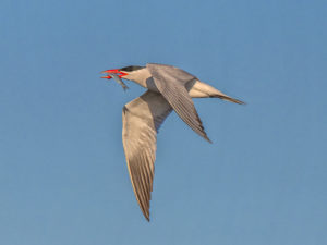 CASPIAN TERN