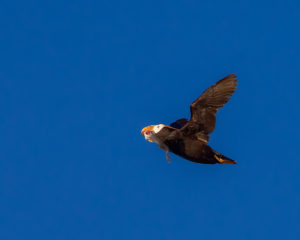 PUFFIN GRAYLING