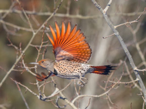FLICKER FLY