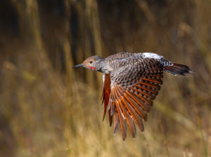 FLYING-FLICKER
