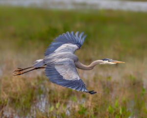 GBH