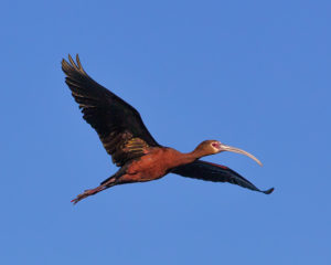 IBIS