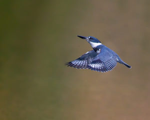 KINGFISHER-3