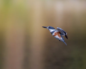 KINGFISHER-WIZARD
