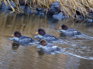 BARROW'S GOLDENEYE