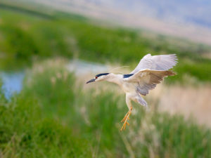 BLACK-CROWNED NIGHT HERON 3