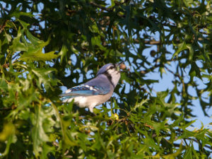 BLUEJAY NUTTING