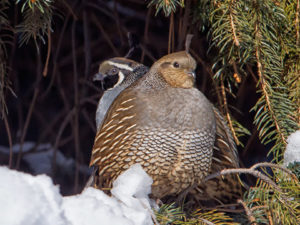 VALLEY QUAIL SPRUCED