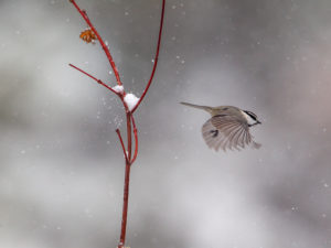 CHICADEE BLOWN WINTER