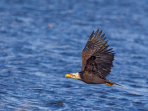 EAGLE 8