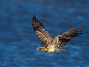 EAGLE GRUMPY