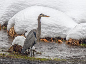 GBH 3