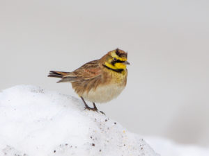 HORNED LARK GLEANING THE SNOW