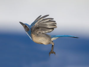 JAY FLY