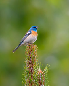 LAZULI PINES