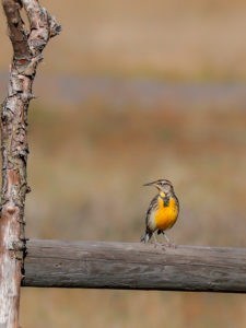 MEADOWLARK AT THE MEADOWS