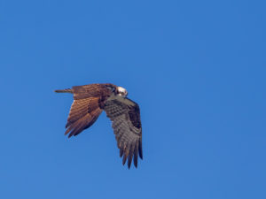 OSPREY 8