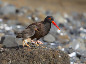 OYSTERCATCHER FATHER AND SON