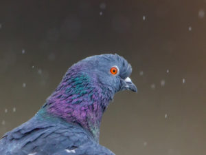 PIGEON DELIBERATION