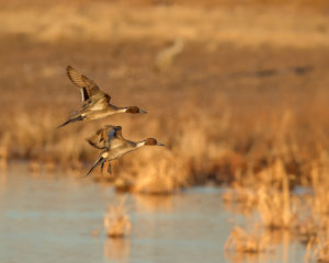 PINTAIL-FLY-IN