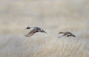 PINTAIL PASTURE 1