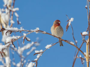 PURPLE SNOW FINCH