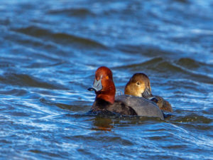 REDHEADS